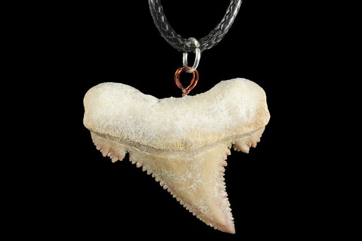 Fossil Shark (Palaeocarcharodon) Tooth Necklace -Morocco #110247